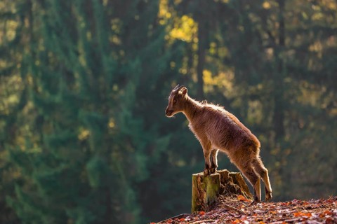 A female Himalayan tahr (Hemitragus jemlahicus) stands backlit on a tree stump at a forest edge. In