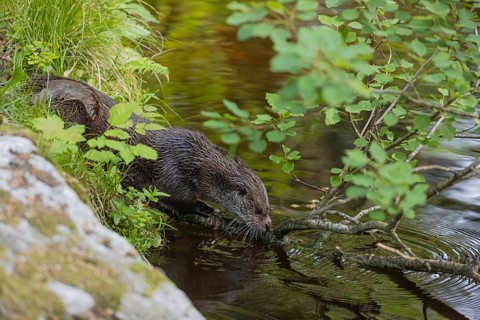 One Eurasian otter (Lutra lutra), walking over a fallen birch tree that is lying in the water
