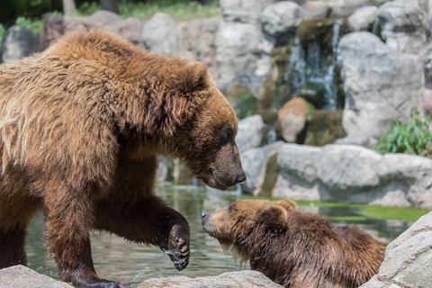 Two Kamchatka brown bear (Ursus arctos piscator), bathing in a pond with a small cascade in the