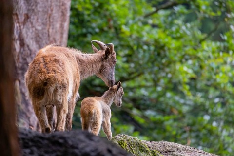 A female Himalayan tahr (Hemitragus jemlahicus) stands on a forest edge with one young. In the