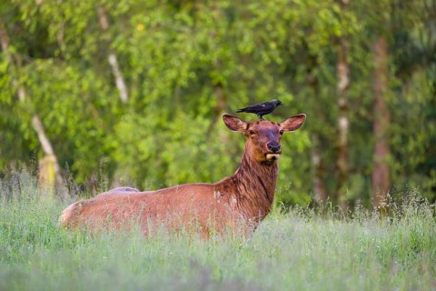 A female wapiti (Cervus canadensis) rests in a green meadow in the early morning. A western jackdaw