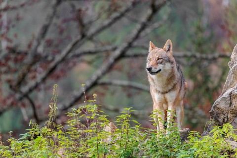 A female grey wolf (Canis lupus lupus) stands on a lying tree trunk in next to a rock on the top of
