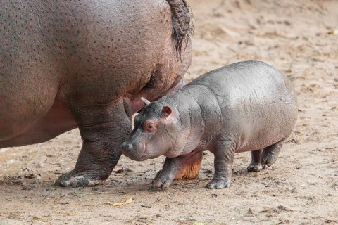 A baby hippopotamus (Hippopotamus amphibius) and its mother standing on a sandy riverbank