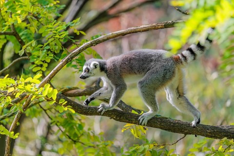 A ring-tailed lemur (Lemur catta) climbs high up in a tree on a branch surrounded by fresh green