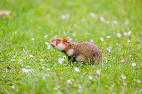 A European hamster (Cricetus cricetus), Eurasian hamster, black-bellied hamster or common hamster,