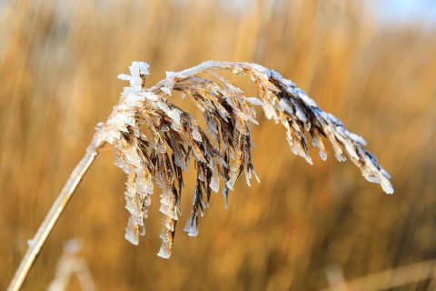 Hoarfrost on the panicle of the reed (Phragmites australis), Norderney, Lower Saxony, Germany,