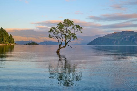 A tree protrudes from a lake, with its reflection and surrounded by mountains, Summer, Lake Wanaka,