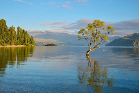 A tree in clear water, surrounded by mountains and sunshine, summer, Lake Wanaka, Wanaka, Otago,