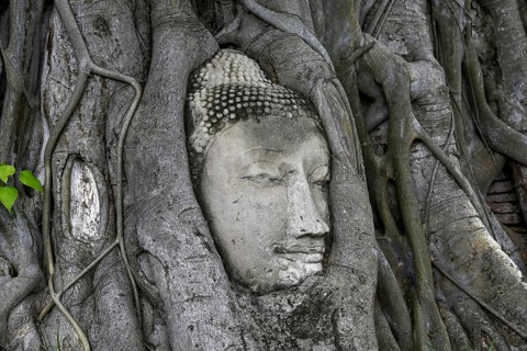 Sandstone Buddha head at the foot of a Bodhi tree in Wat Mahathat, Temple of the Great and Holy