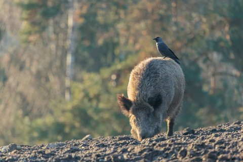 A jackdaw (Coloeus monedula) sits on the back of a wild boar (Sus scrofa)