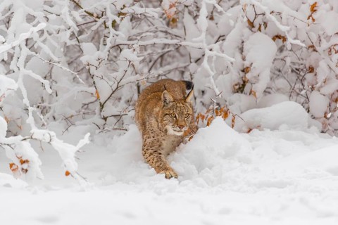 One young male Eurasian lynx, (Lynx lynx), walking through deep snow covered undergrowth in a
