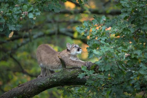 One young cougar, Puma concolor, standing and stretching himself on a big branch high up in an oak