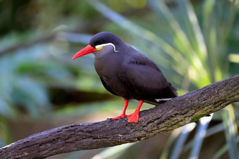 Inca Tern (Larosterna inca), adult, on tree, on wait, South America