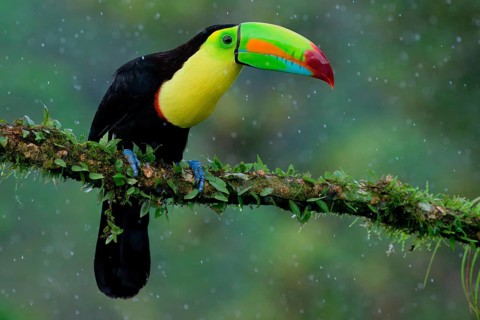 Keel-billed toucan (Ramphastos sulfuratus), sitting on a branch, Costa Rica, Central America