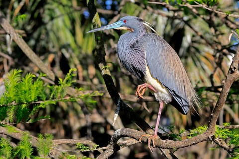 Tricoloured Heron (Egretta tricolor), adult, on tree, alert, St. Augustine, Florida, USA, North