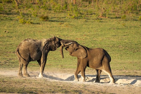 2 elephants, Loxodonta africana, have an intimate moment in a white pitch of sand hole. The wild