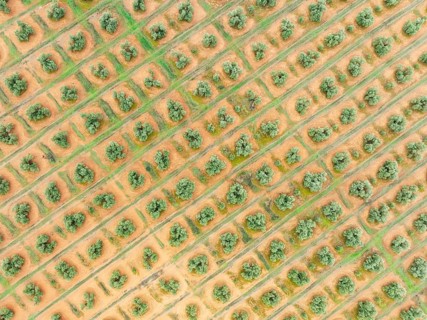 Cultivated olive trees (Olea europaea). Aerial view. Drone shot. Jaén province, Andalusia, Spain,