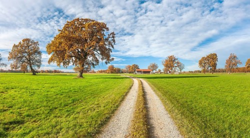 Field path through green meadows with solitary oaks in autumn, Seethal am Chiemsee, Chiemgau,