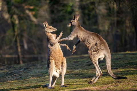 Eastern Gray Kangaroo (Macropus giganteus), two males fighting on a meadow, captive, occurance