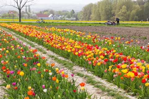 Colourful blooming tulips (tulpia) in a field for self-cutting flowers in Katzenberg, Nossen,