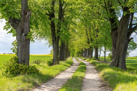 Path through the 200-year-old avenue of lime trees, mainly winter lime trees (Tilia cordata),