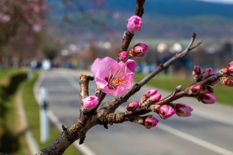Close-up of a blossoming almond tree on the Almond Mile in Edenkoben (Palatinate)