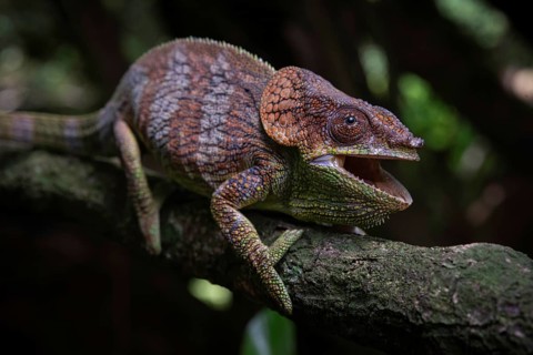 A male chameleon (Calumma amber) in the rainforests of Amber Mountain National Park in the north of
