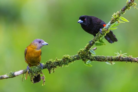 Flame tanager (Pamphecelus passerinii), tanager (Thraupidae), Costa Rica, Central America