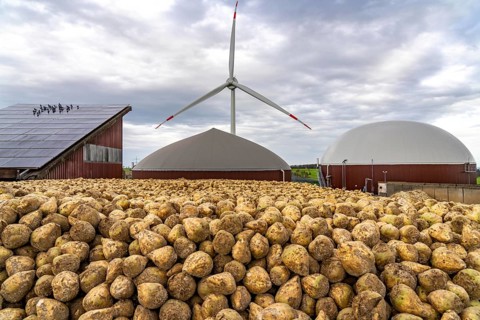 Biogas plant produces gas from various biomass, here the sugar beet storage, the electricity is