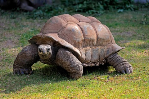 Aldabra giant tortoise (Aldabrachelys gigantea), adult, foraging, Seychelles, Africa