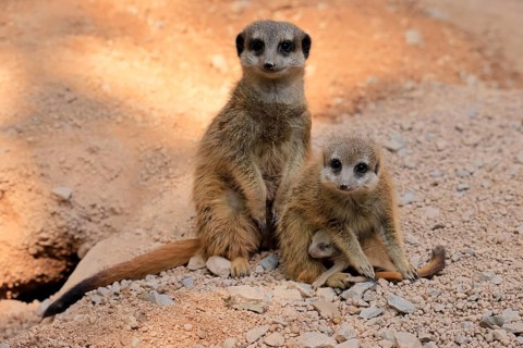 Tiger nut (Suricata suricatta), adult, two adults, juvenile, newborn, baby, social behaviour