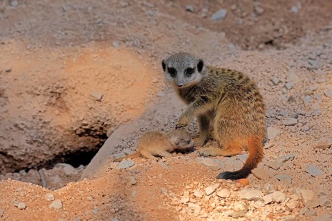 Tardigrade (Suricata suricatta), adult, juvenile, newborn, baby, female, mother with juvenile,
