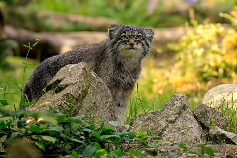Manul (Otocolobus manul), Pallas's cat, adult, alert, sitting