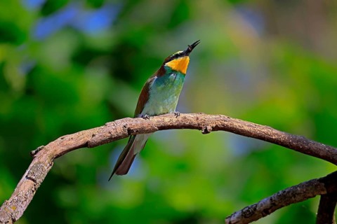 European bee-eater (Merops apiaster), adult, perch, with prey, alert, Rhineland-Palatinate,