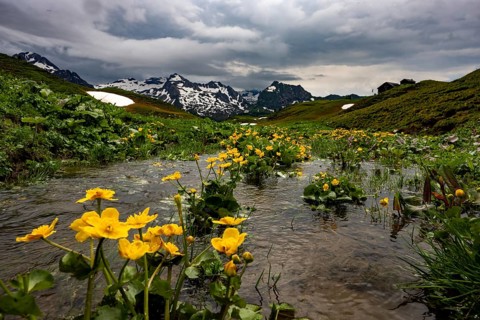 Small stream with marigolds (Caltha) and dramatic clouds, Lech, Lechquellengebirge, Vorarlberg,