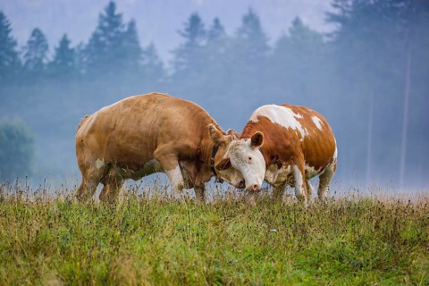 Two Holstein Friesian cows stand fighting in a meadow on a foggy day, while a forest can be seen in