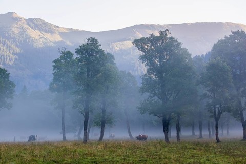 A herd of Holstein Friesian cows stand grazing in a meadow on a foggy day, while an mountain range