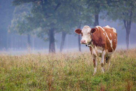 A Holstein Friesian cow stands grazing on a meadow with trees on a foggy day. Eng Valley, Austria,