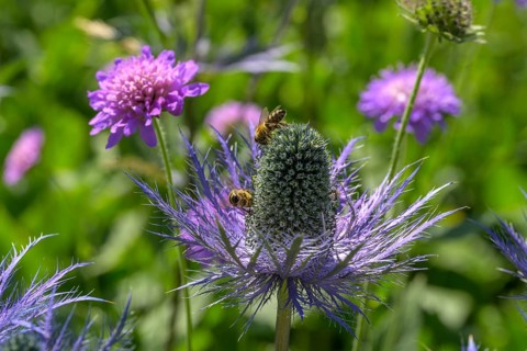 Umbelliferae (Eryngium zabeli), Botanical Garden Jardin du Lautaret, Villar-d'Arêne, Département