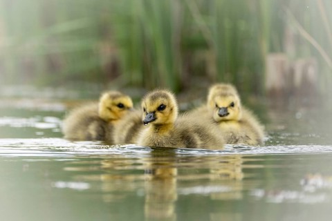 Canada goose chicks (Branta canadensis) several, swimming through the water, water droplets on the