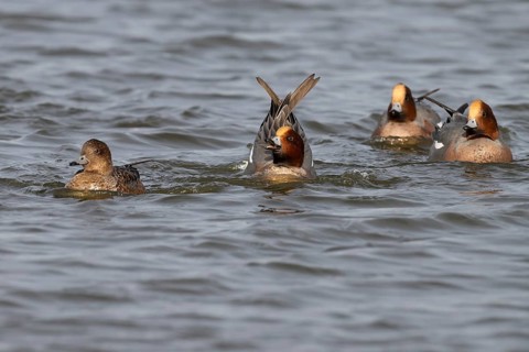 European wigeon (Mareca penelope), Texel, Netherlands