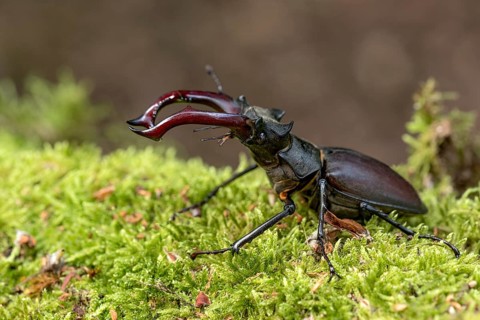 Stag beetle (Lucanus cervus), horned beetle, fire beetle, male with large mandibles, upper jaw,