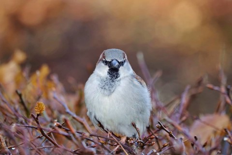 Sparrow on a beech hedge, February, Germany, Europe