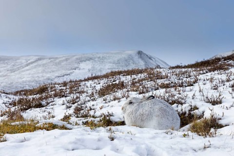 Mountain hare, alpine hare, snow hare (Lepus timidus) in white winter pelage resting in the hills