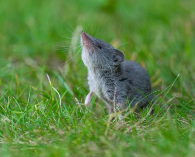 Garden shrew (Crocidura suaveolens) foraging on a lawn in a garden, Lower Saxony, Germany, Europe