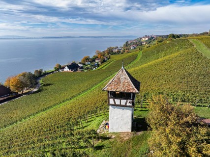 Aerial view of a vineyard, vineyard slope with winery tower at the historic Haltnau winery near