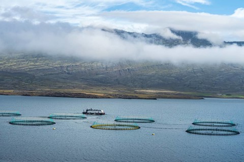 Salmon farm in the fjord at Djupivogur, East Fjords, Iceland, Europe