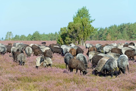 Heidschnucken (Ovis aries), herd in the blooming heathland, Südheide Nature Park, Lüneburg Heath,