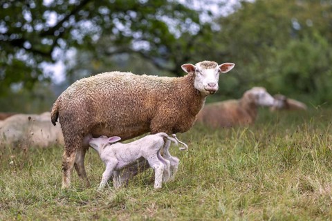 Ewe nursing her lamb on a green pasture