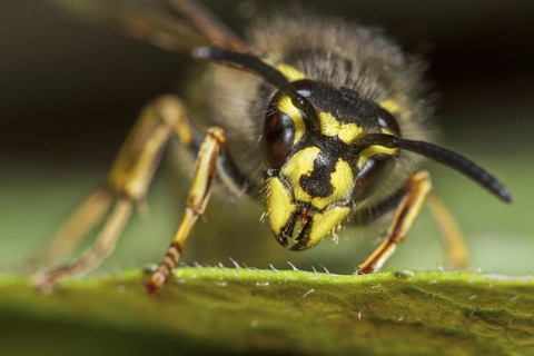 Common wasp (Vespula vulgaris) queen on leaf close up